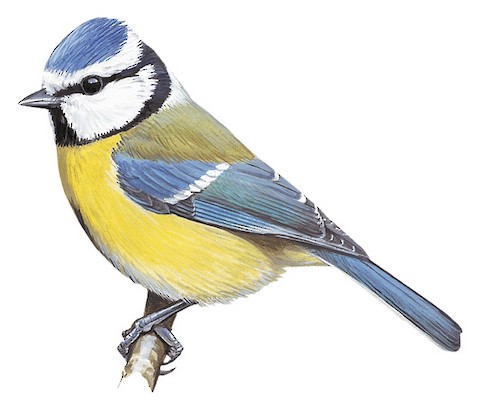 Blue Tit