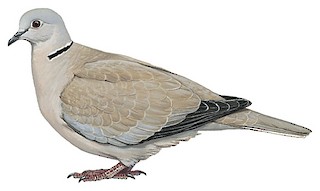 Eurasian Collared Dove