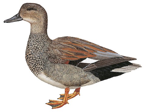 Gadwall