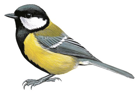 Great Tit