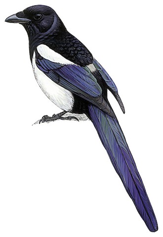 Eurasian Magpie