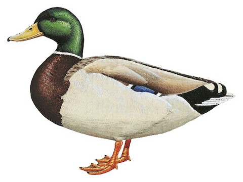 Mallard