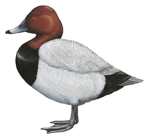 Common Pochard