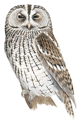 Tawny Owl
